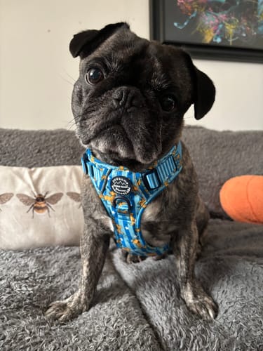 Customer photo review of Shipping Protection