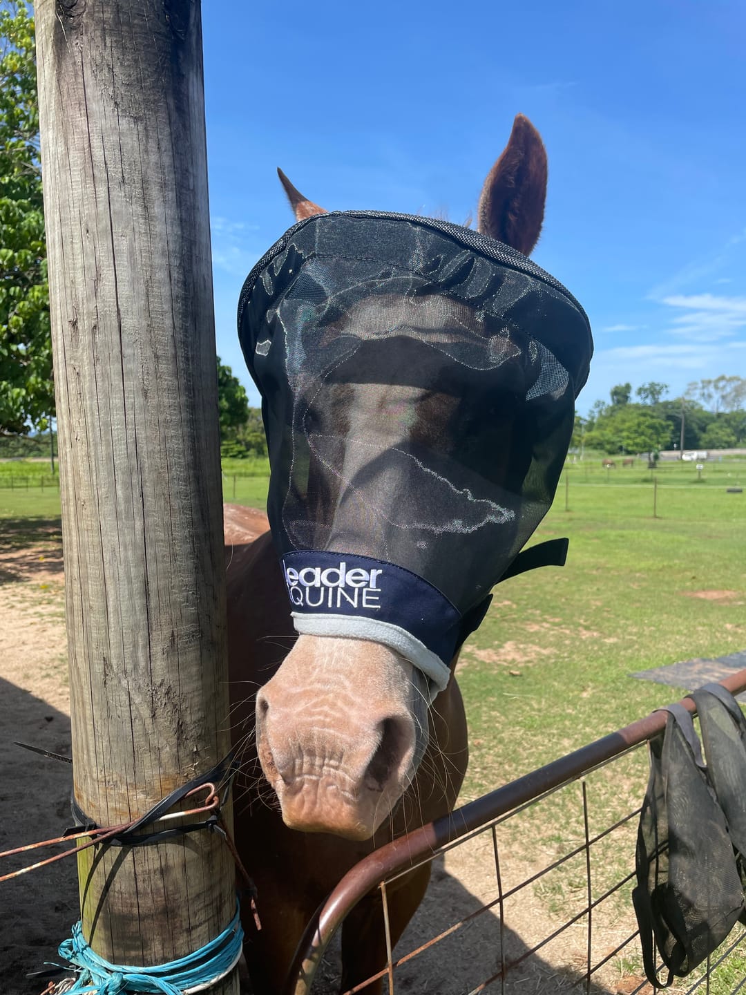 Customer photo review of LE Outback Flymask Original