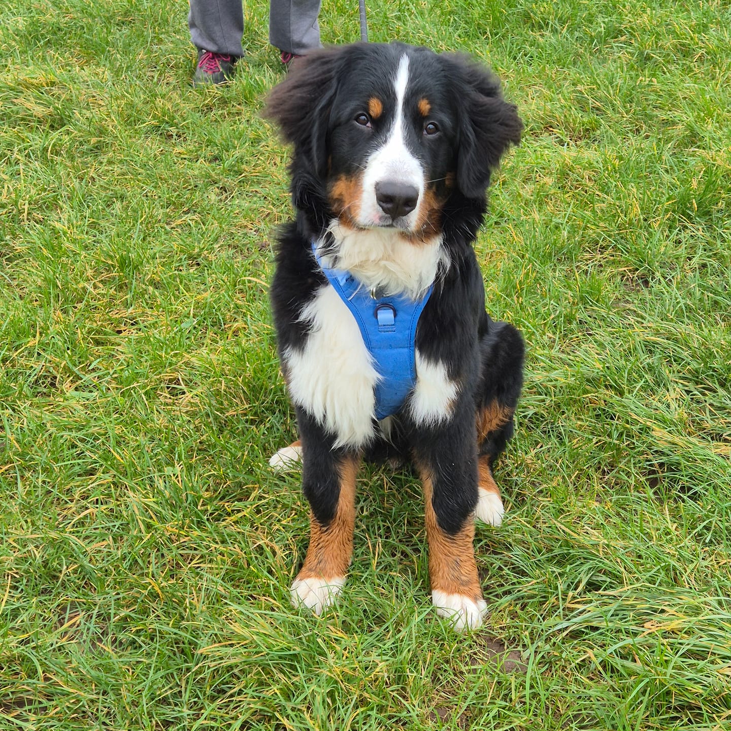 Customer photo review of Tough Trails™ Harness - Walkies Ready® Cornflower Blue