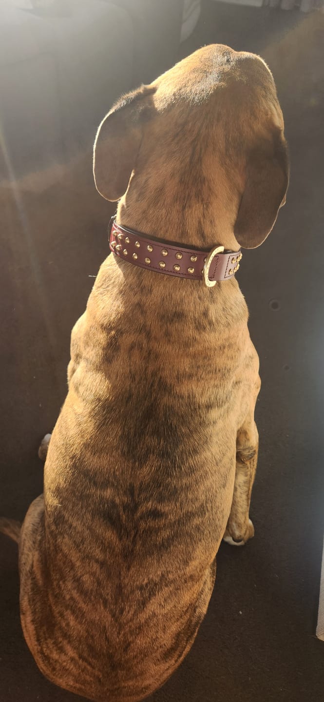 Customer photo review of Hand Made Leather Dog Collar- RuffNeck Cherry & Brass (Regular Fit)