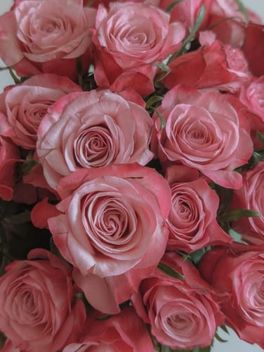 Customer's close-up photo of pink roses edited with the soft, golden Cutesy Lightroom Presets.