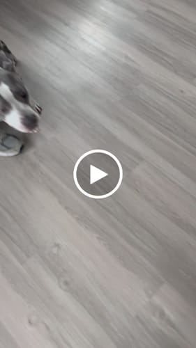 Customer video review of No Pull Bully Proof Harness