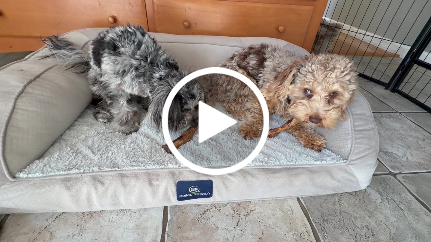Customer video review of Ostrich Runner (5" x 1.5"): The Flavorful & Long-Lasting Chew for Small to Medium Dogs - 3 Pieces