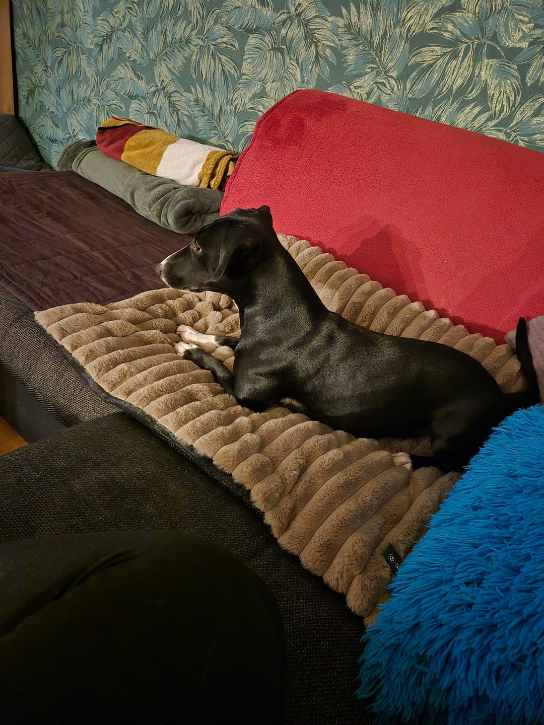Customer photo review of Luxury Couch Cover Dog Beds