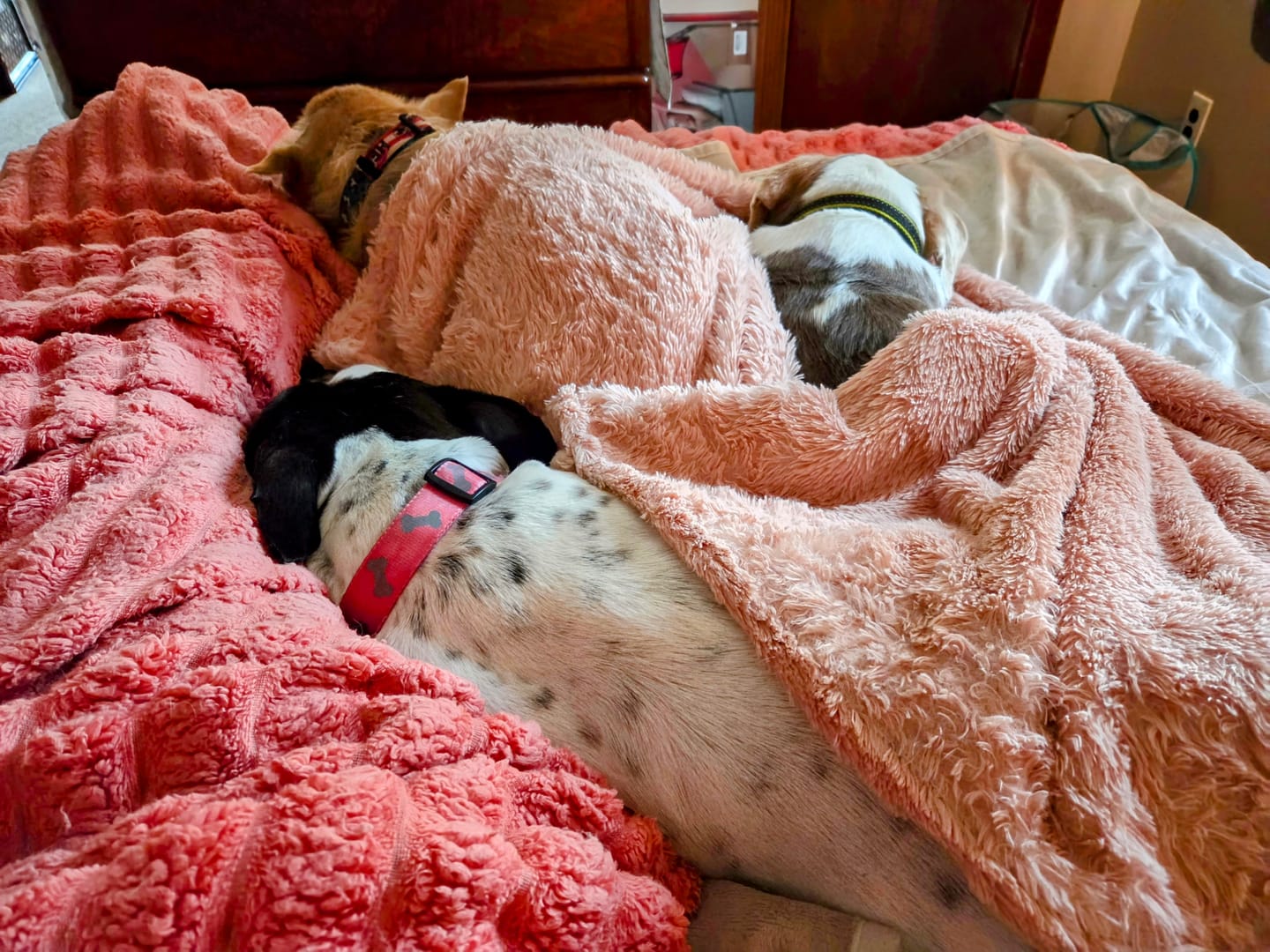 Customer photo review of Dog Allergy & Immune Support Remedy