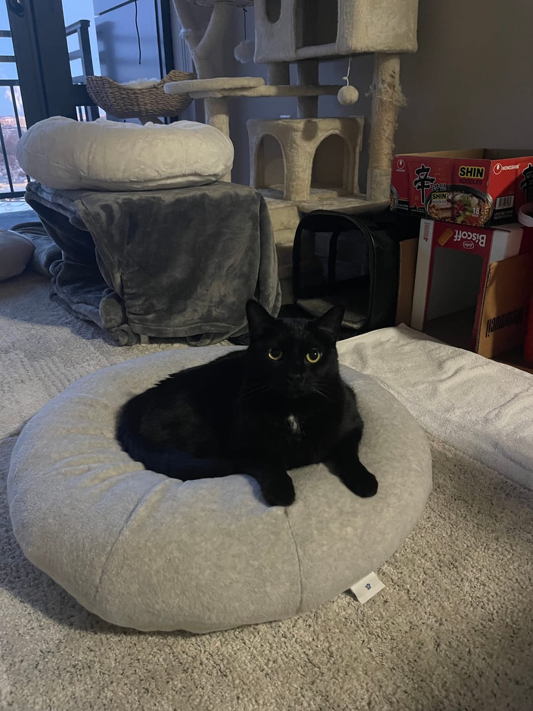 Customer photo review of Pina Colada Pudding Bed