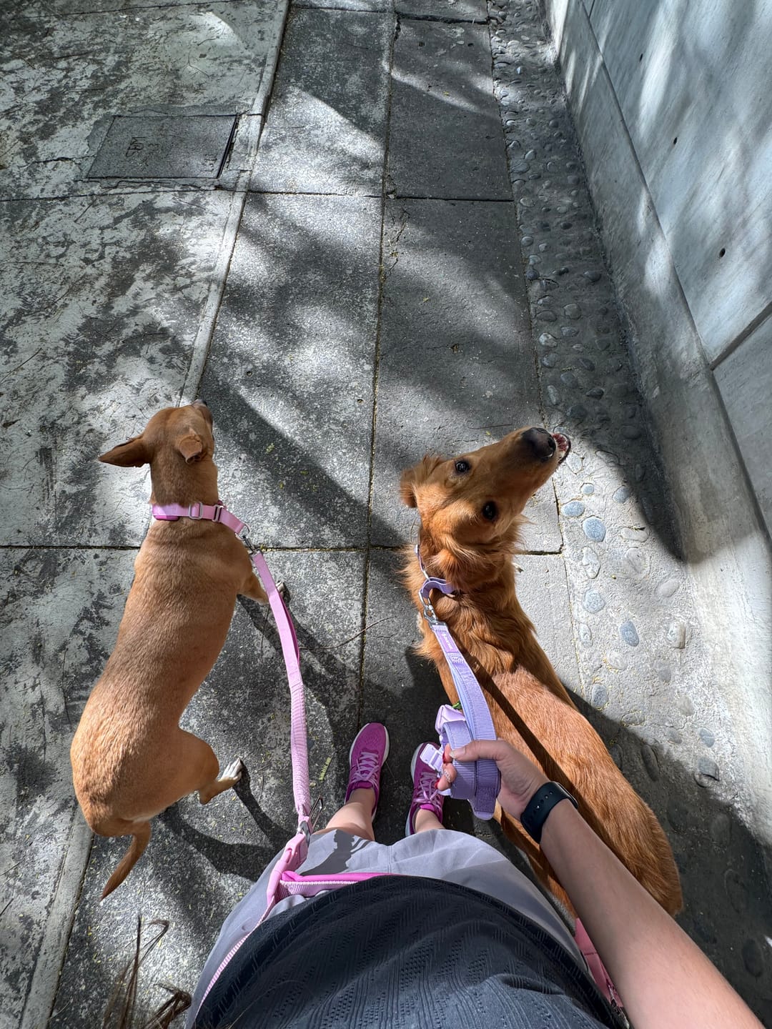 Customer photo review of Multipurpose Seatbelt Handsfree Leash & Poop Bag Holder Set - Pink