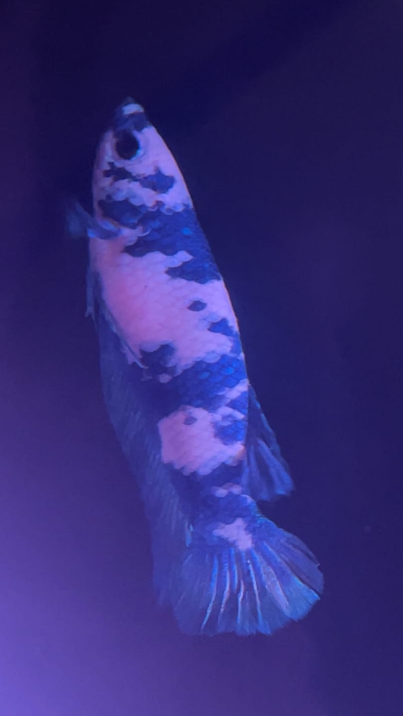 Customer photo review of Female Betta Fish Marble Dot Moo Cow Plakat