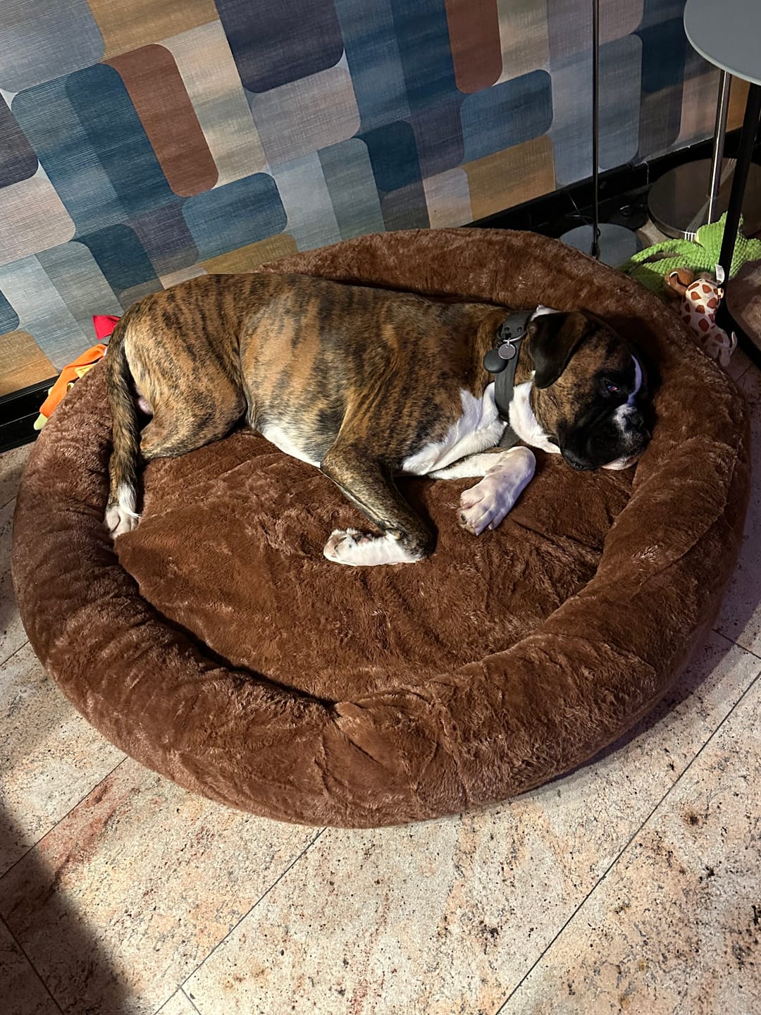 Customer photo review of Pet Perfect Hoes (ENKEL HOES) voor Orthopedische Donutmand - ZONDER VULLING