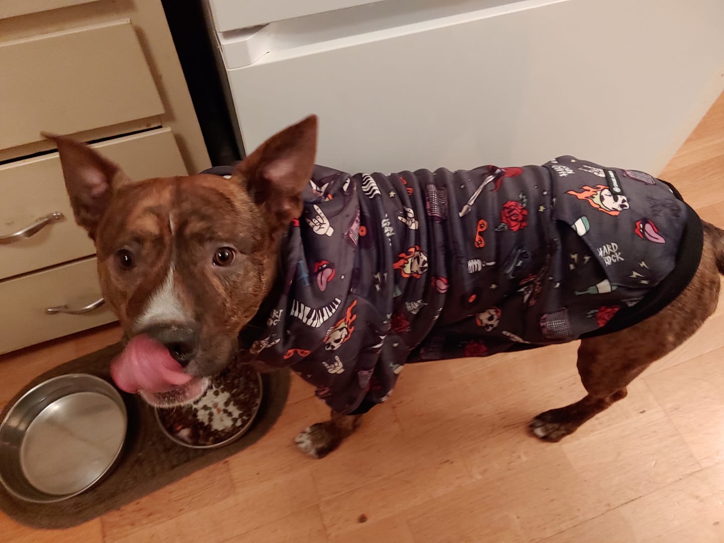 Customer photo review of Rock and Roll Dog Hoodie