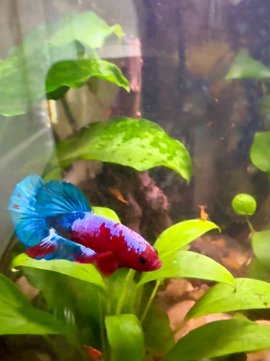 Customer photo review of Hellboy Plakat Male Betta Fish | Order Directly From Farm | You Pick Fish