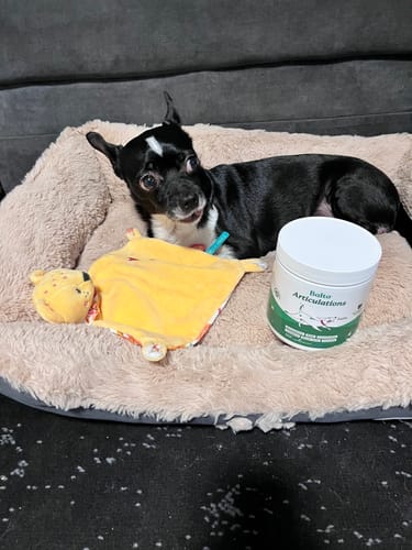 Le petit chien d'un client se repose dans son panier confortable à côté du pot de Complément articulations.