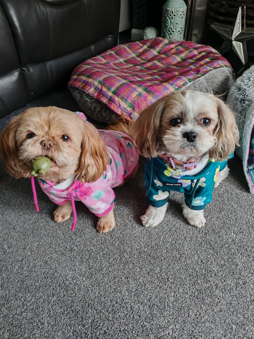 Customer photo review of Daisy Dog Hoodie - Green