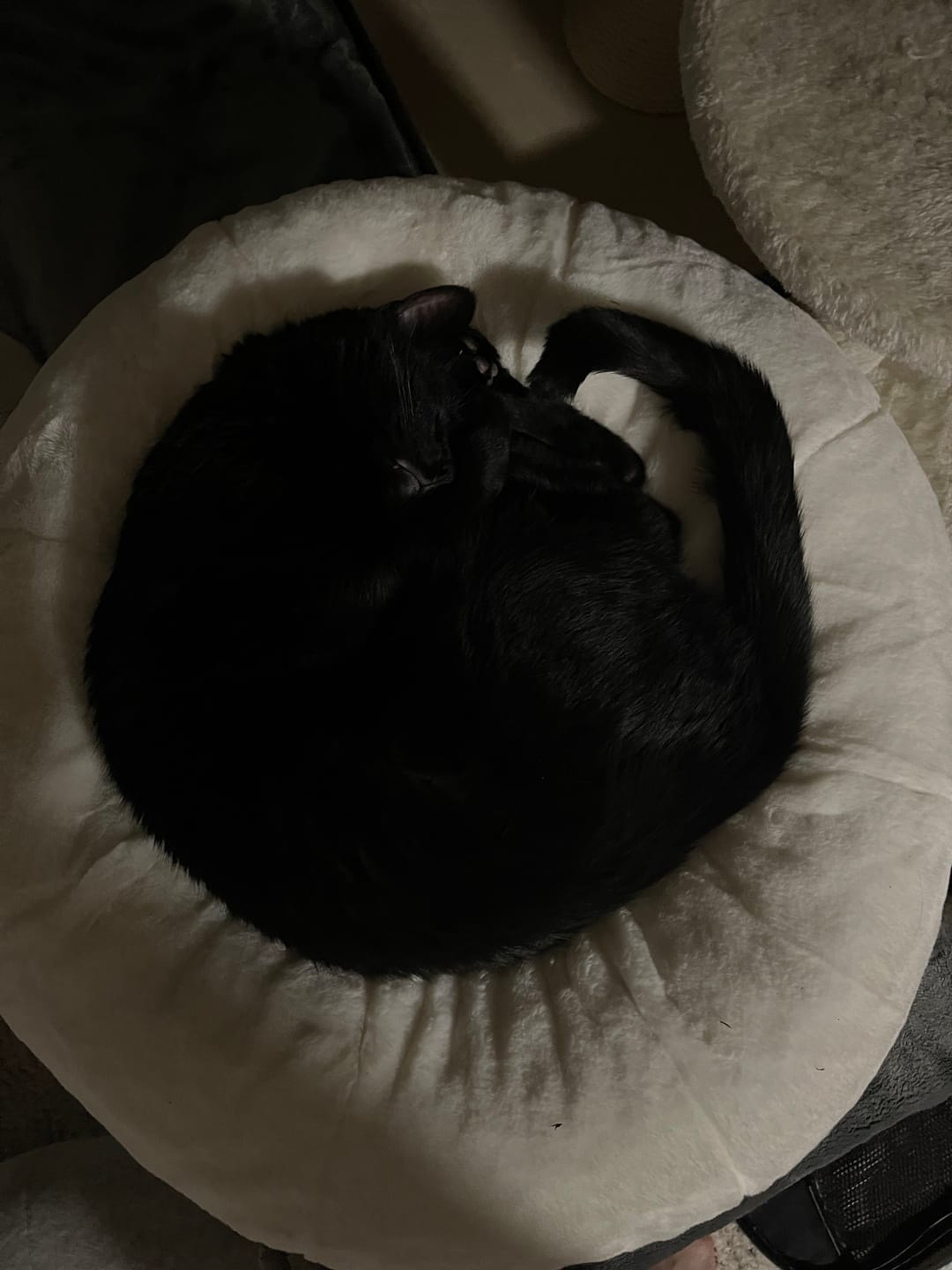 Customer photo review of Sourdough Pudding Bed
