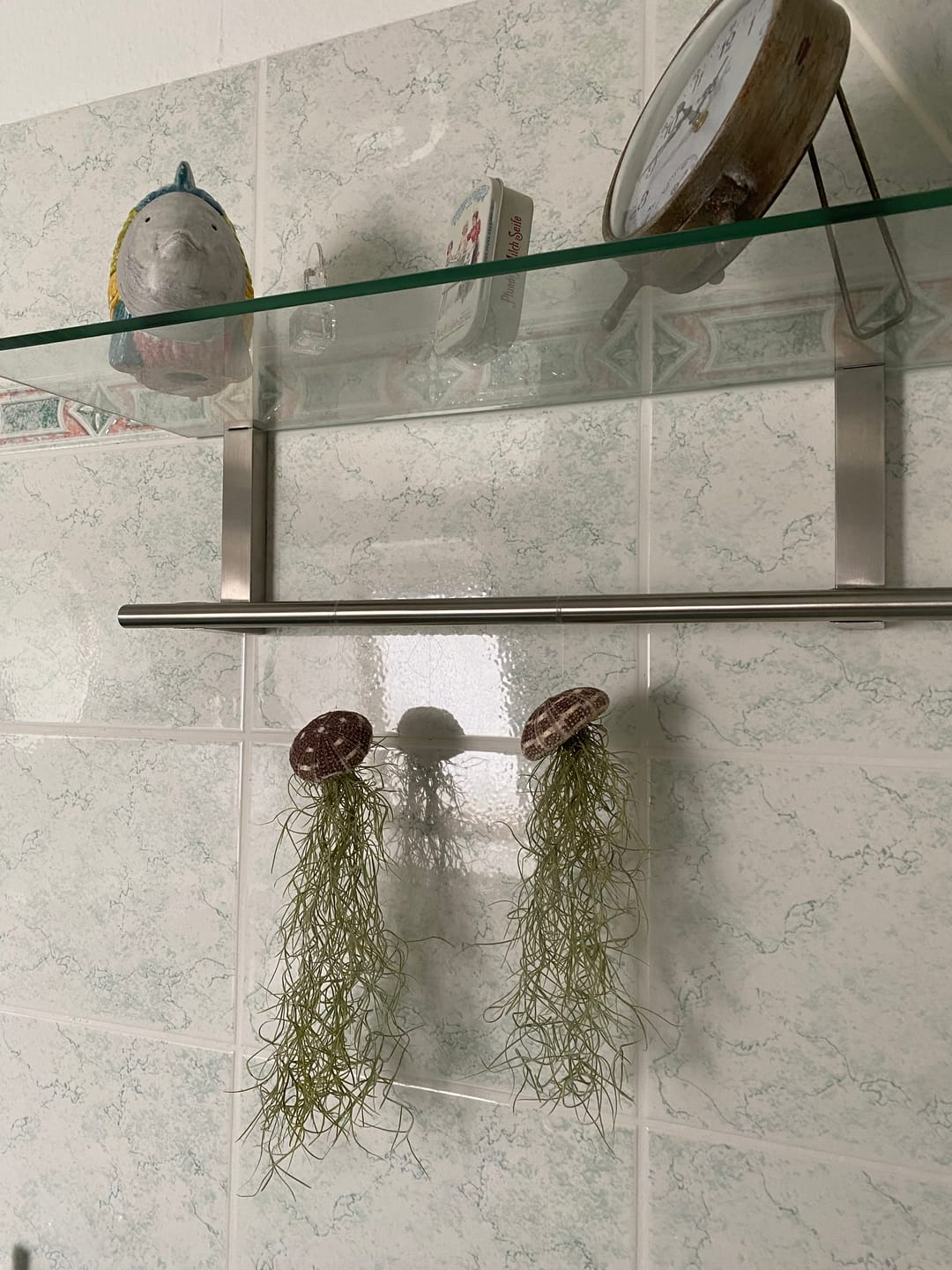 Customer photo review of Tillandsien Qualle