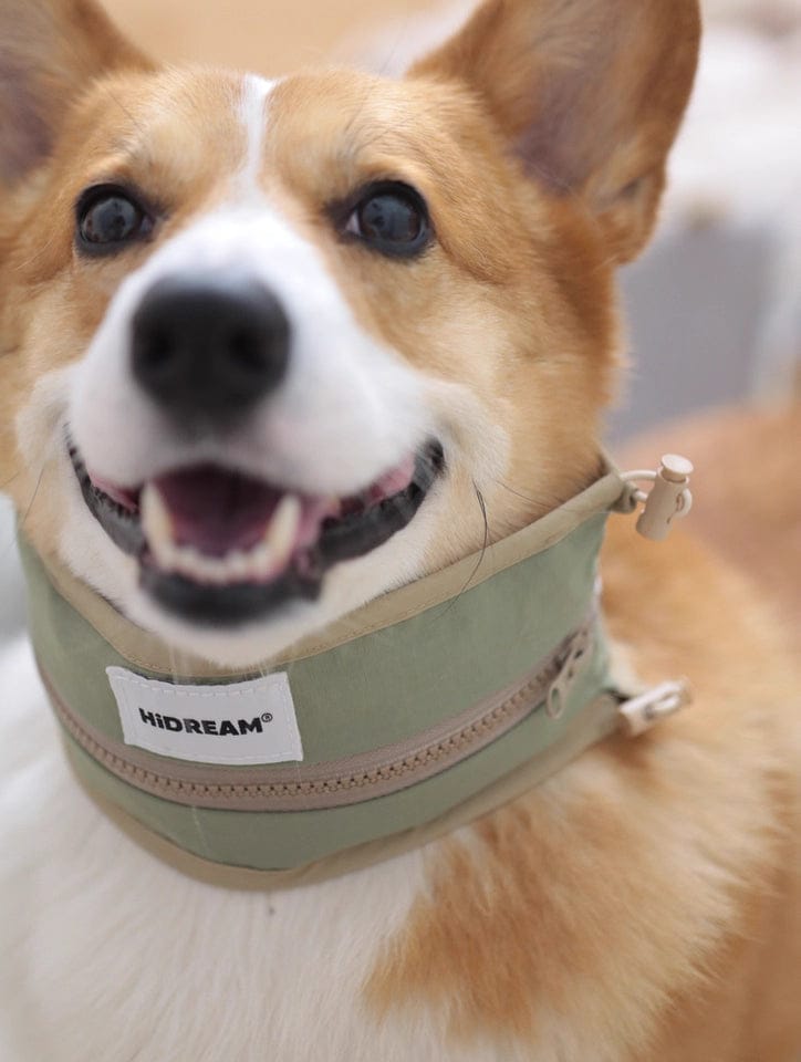 Customer photo review of Reusable Cooling Collar for Dogs Protecting Skin from Frostbite