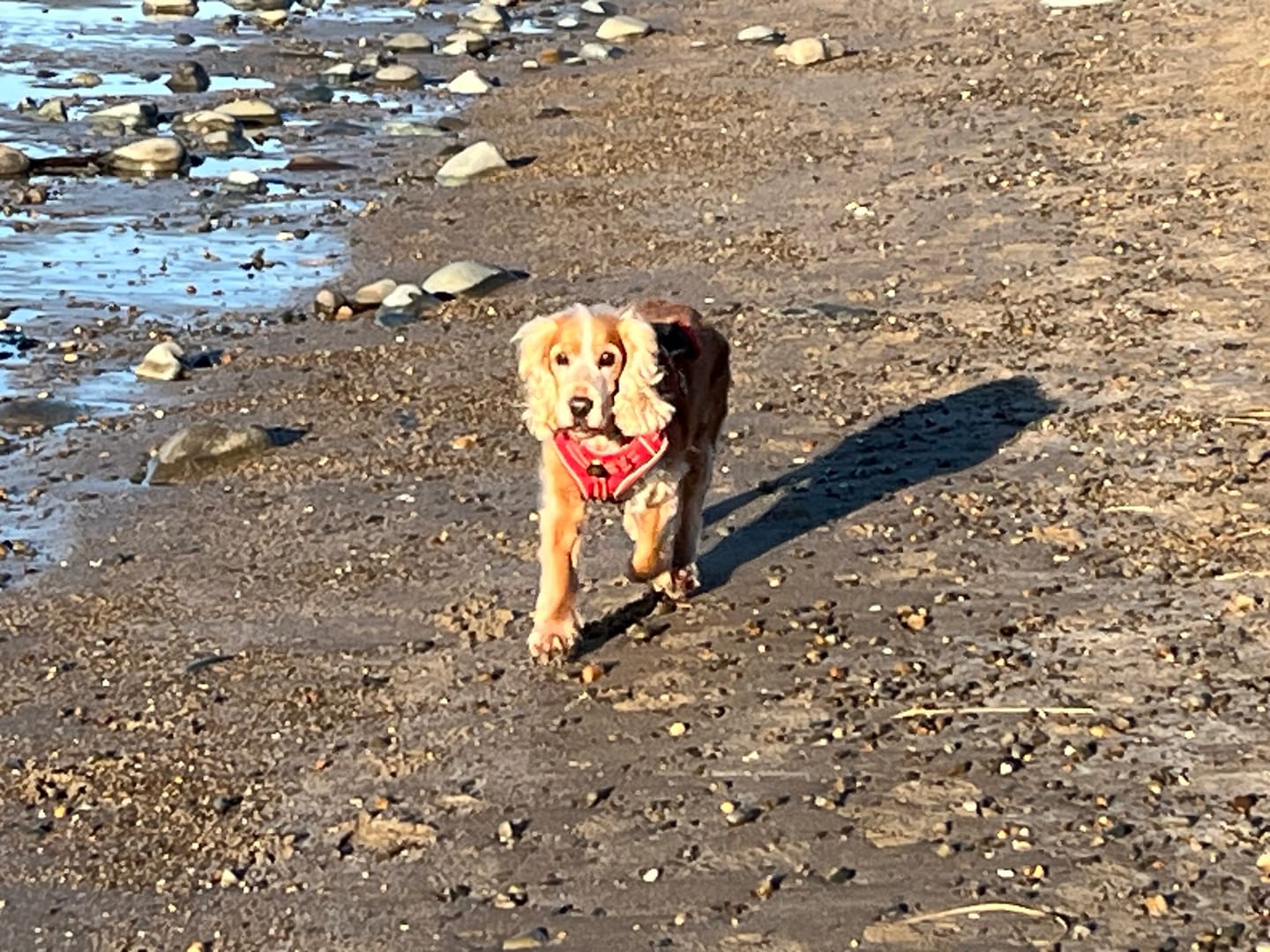 Customer photo review of Dog Spray