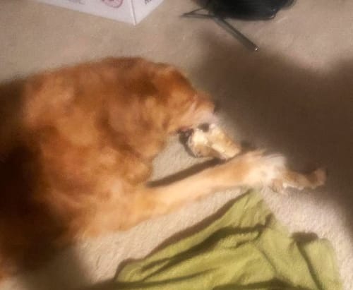 Customer photo review of Ostrich Hip Bone (12" x 5"x 3”): The Durable, Flavor-Packed Chew for Medium & Large Dogs