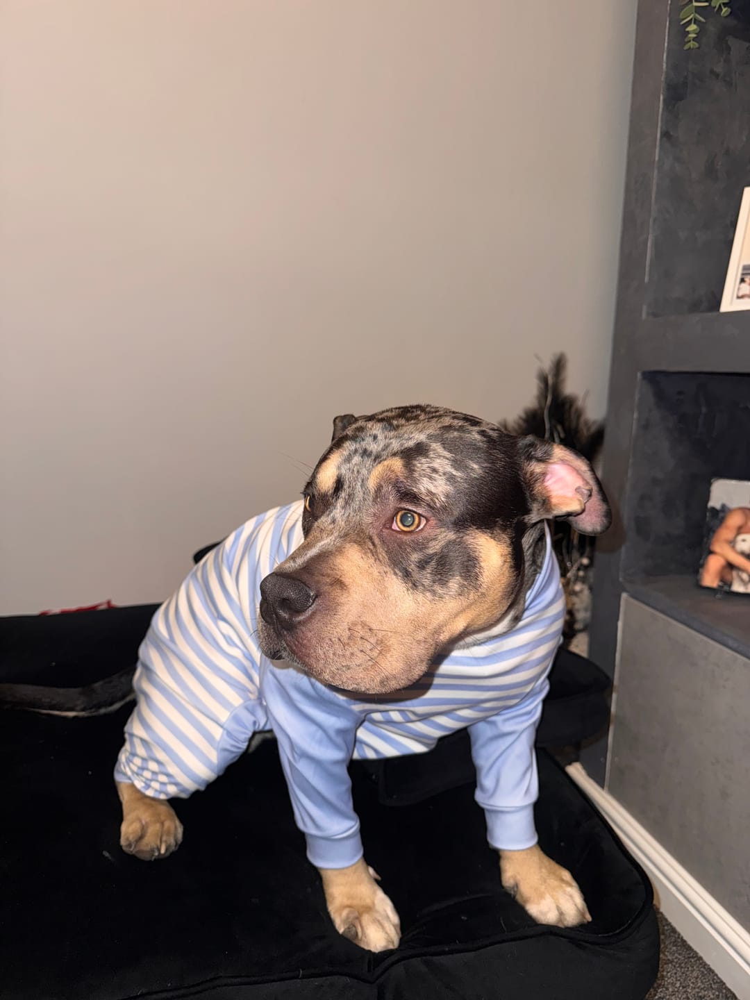 Customer photo review of Dog Pajama - Blue Stripes