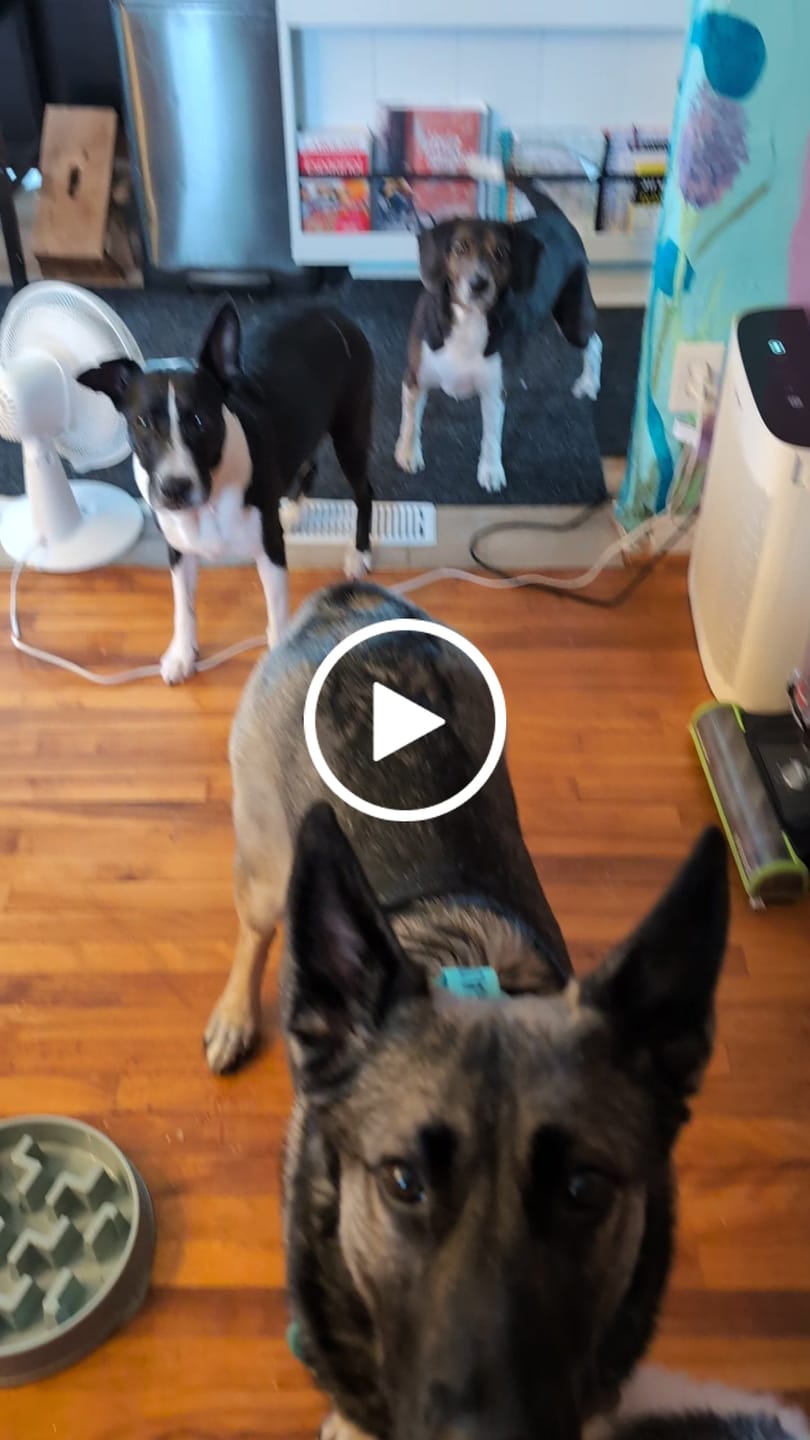 Customer video review of Farmed Insects formulas / Adult & Puppy