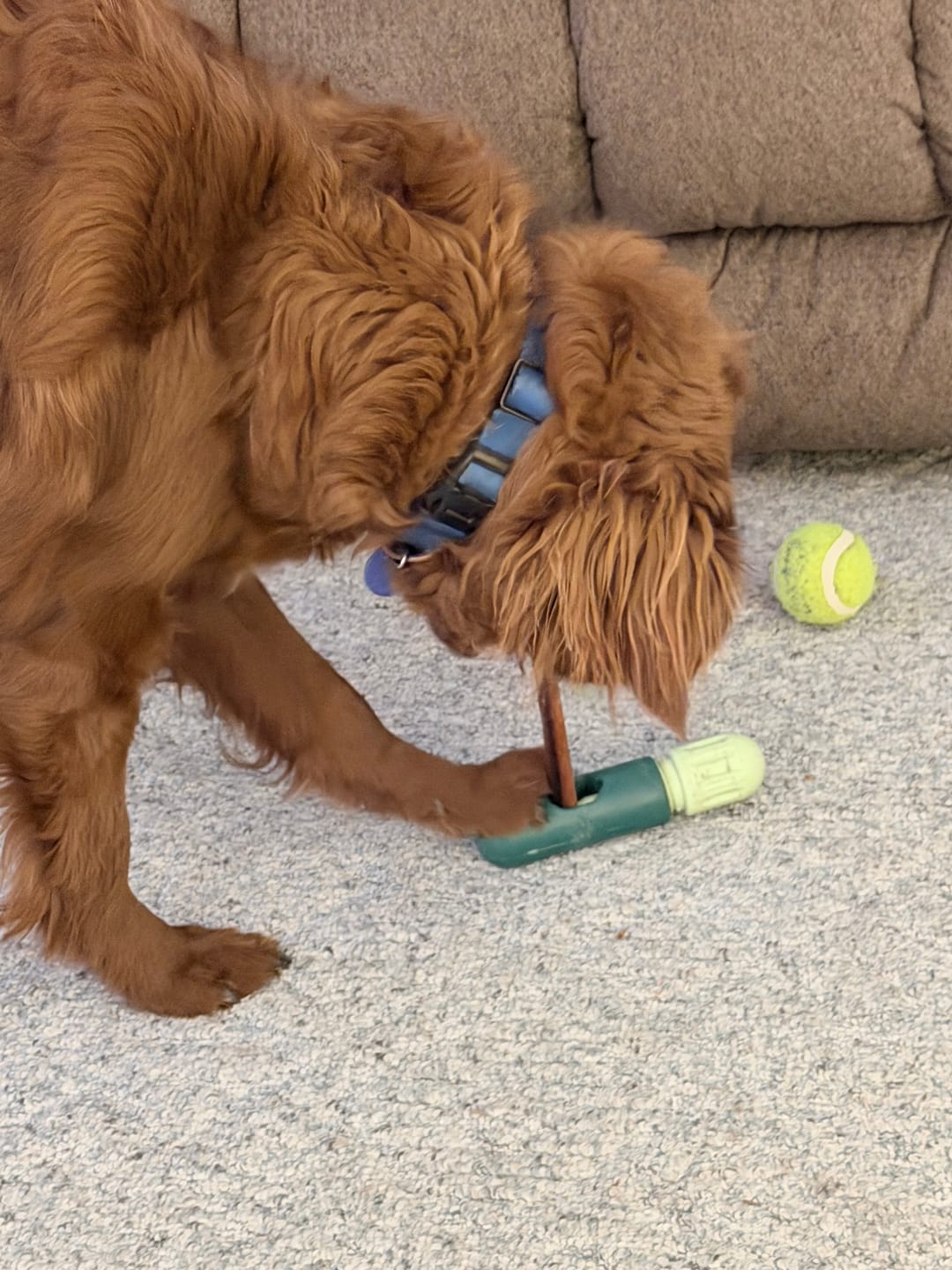 Customer photo review of 12 Inch Power Bully Sticks