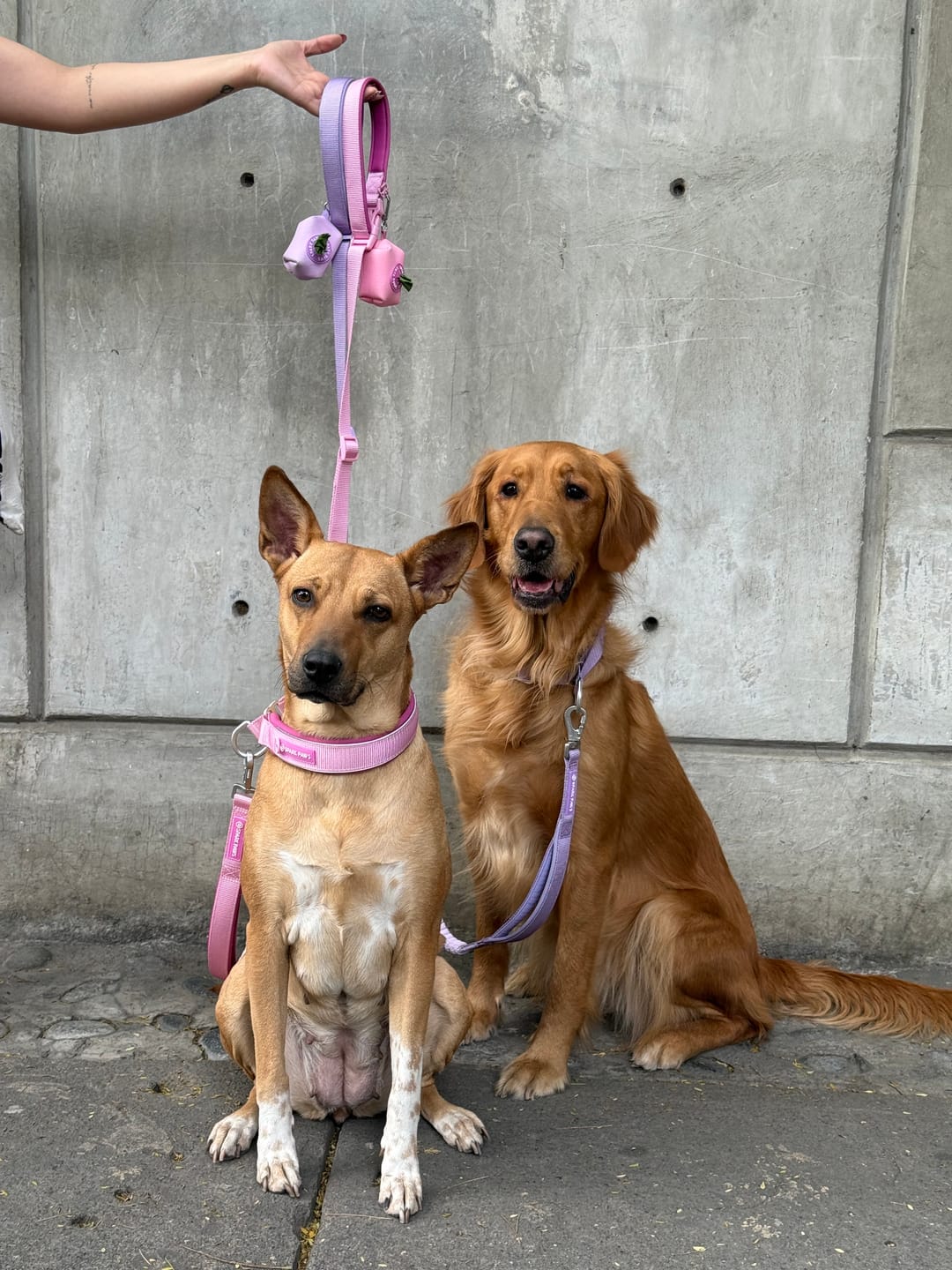 Customer photo review of Multipurpose Seatbelt Handsfree Leash & Poop Bag Holder Set - Lilac