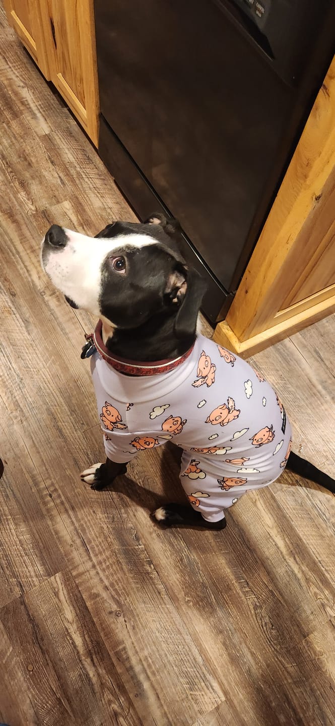 Customer photo review of Dog Pajama - When Pigs Fly