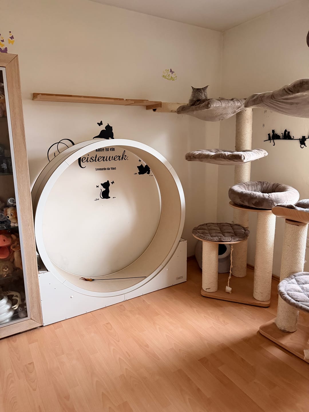 Customer photo review of Elmato Katzenlaufrad Simba