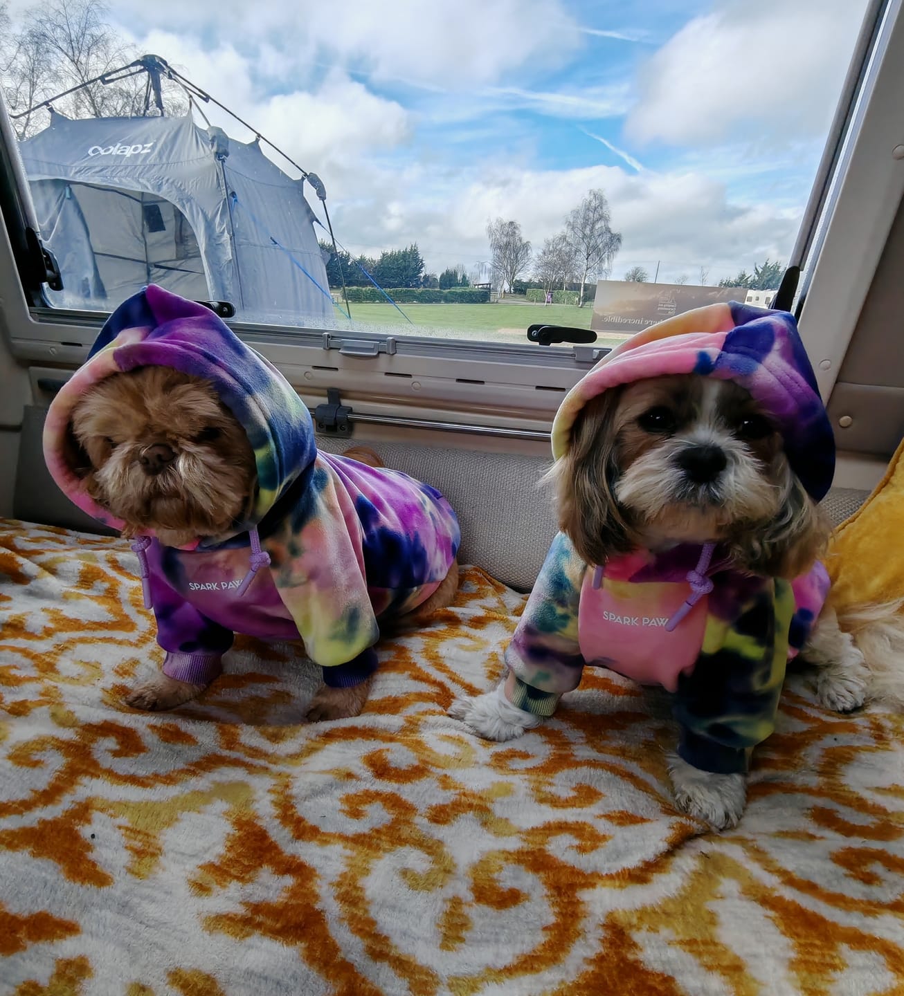 Customer photo review of Velvet Dog Hoodie - Berry Lemonade