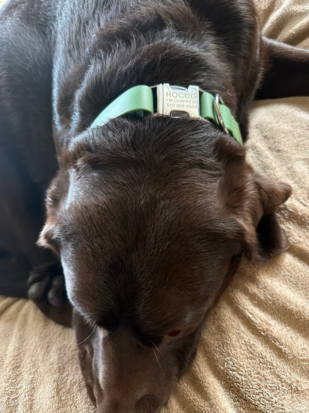 Customer photo review of Waterproof Dog Collar with Silver Buckle