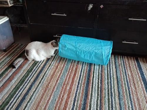 Customer photo review of CT4123 1 Set De Tunel con Juguetes Para Mascota