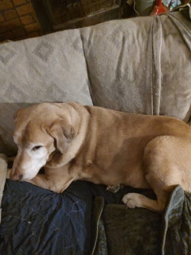 Reviewer's large, older dog resting on a couch, the subject of their review for Petsmont Buddy Guard.