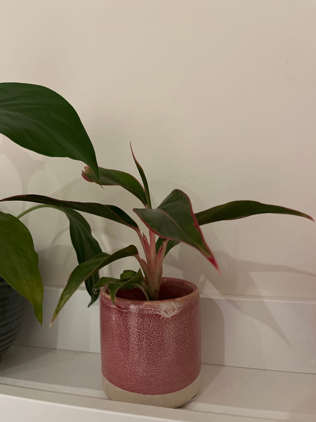Customer photo review of SAD-PLANT-SET