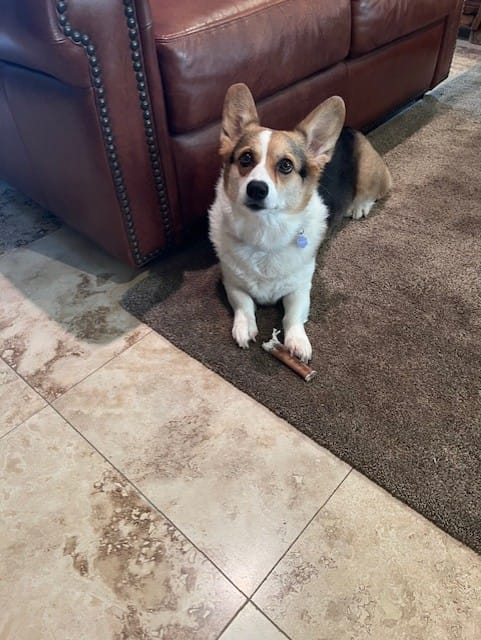 Customer photo review of 12 Inch Jumbo Bully Sticks