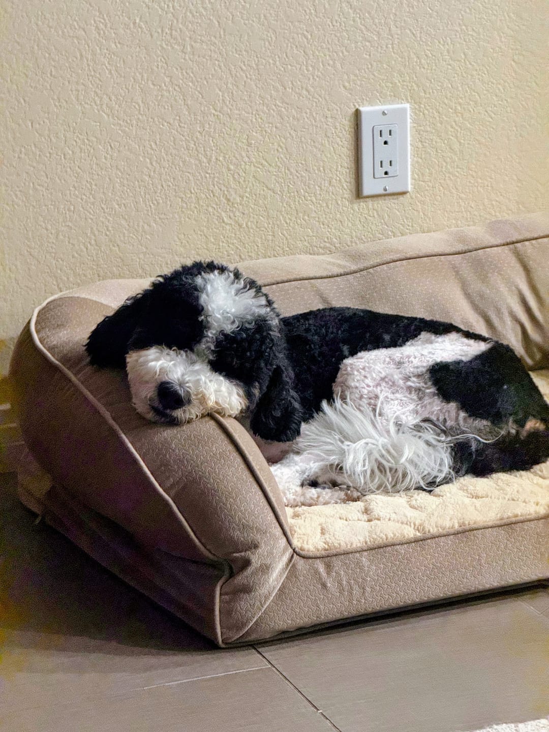 Customer photo review of Shine K9 Cleanse