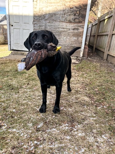 Customer photo review of Fly & Fetch Launching Toys