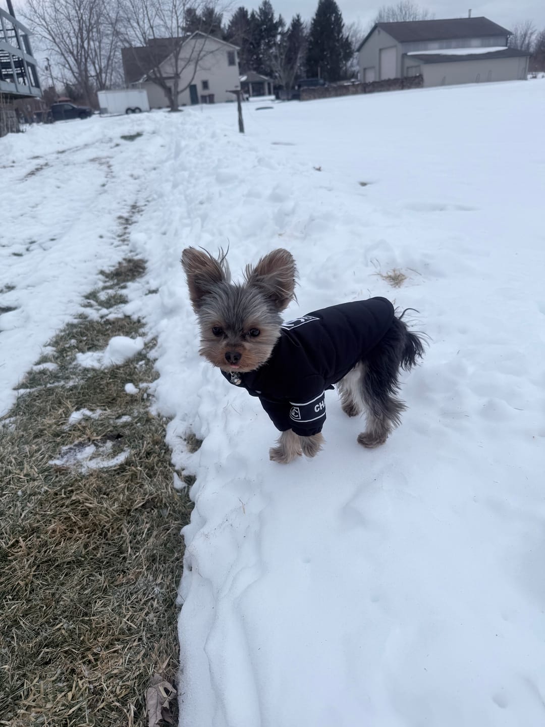 Customer photo review of CC Doggo Classic Warm Fresh Jacket