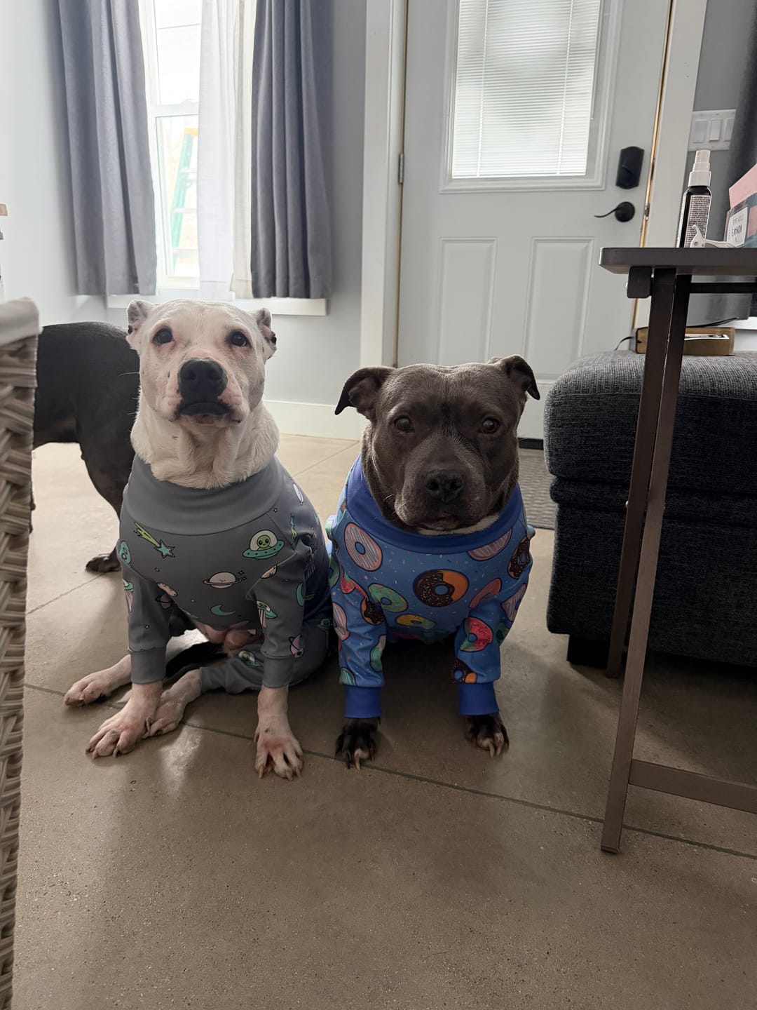 Customer photo review of Dog Hoodie Prints