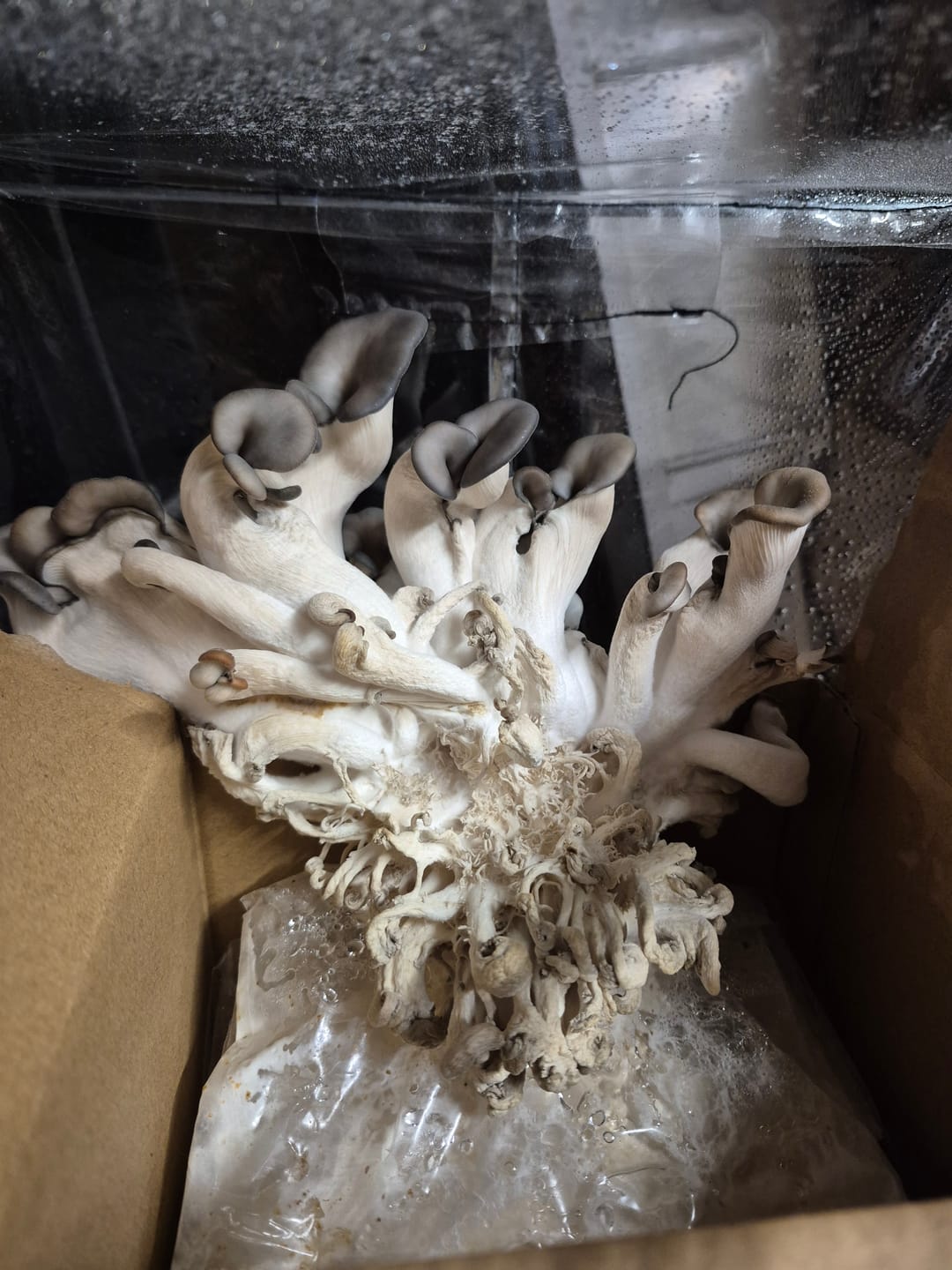 Customer photo review of 4 Grow Kits Variety Pack
