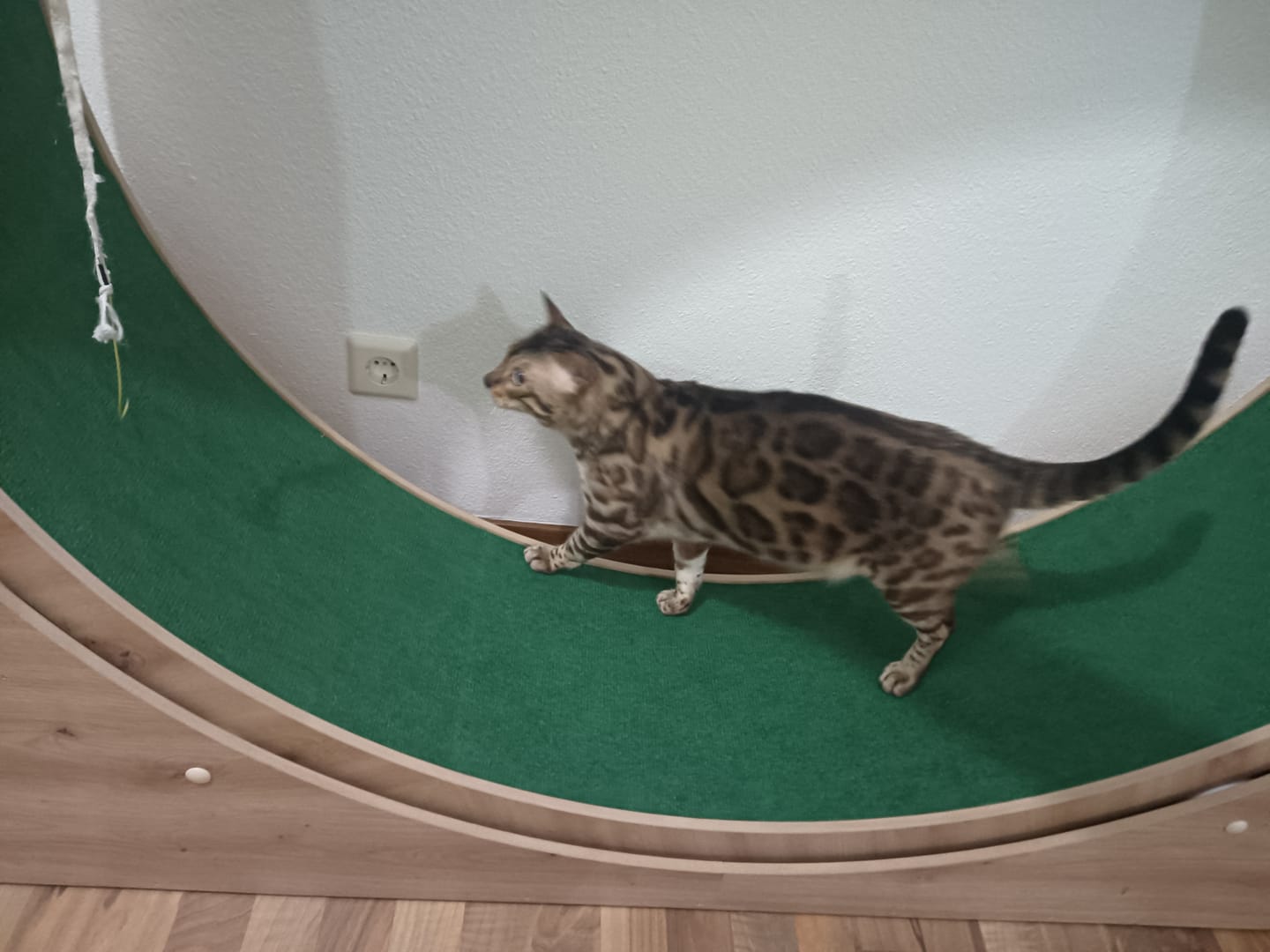 Customer photo review of Elmato Katzenlaufrad Simba