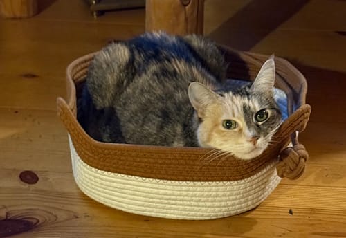 Customer photo review of Instinct Basket | Handwoven & Chemical-Free Cat Territory (Voted #1 Basket By 5,000+ Cat Families)