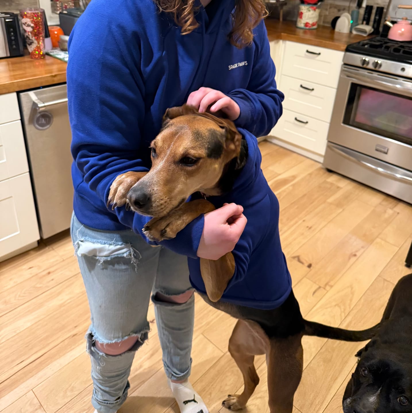 Customer photo review of Essential Dog Hoodie - Midnight Blue
