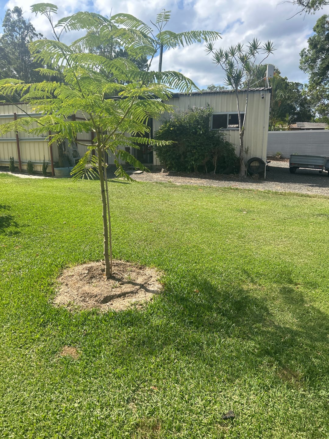 Customer photo review of Royal Poinciana - Delonix regia