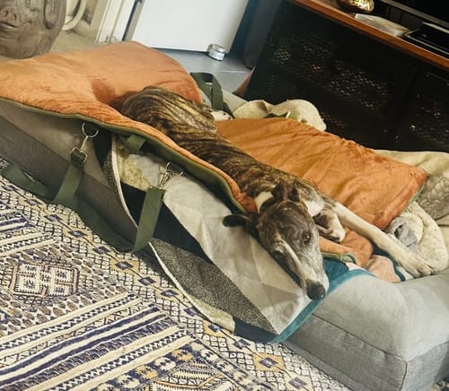 Customer photo review of Transformable Pet Living Mat