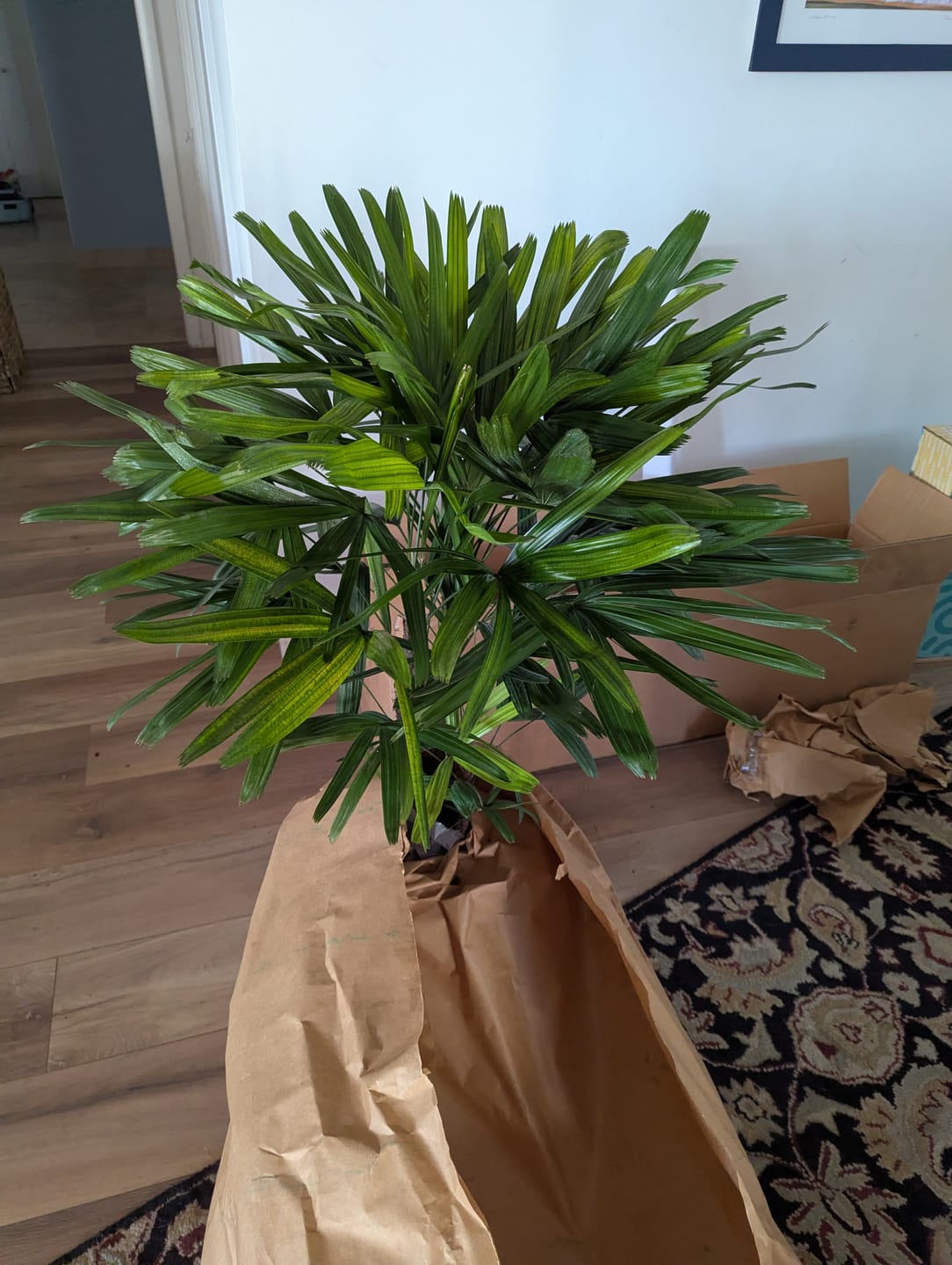 Customer photo review of Lady Palm, Rhapis Excelsa, Indoor Queen Palm