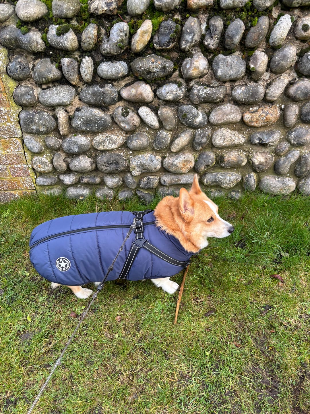 Customer photo review of DoggyKing™ 3 in 1 Jacket