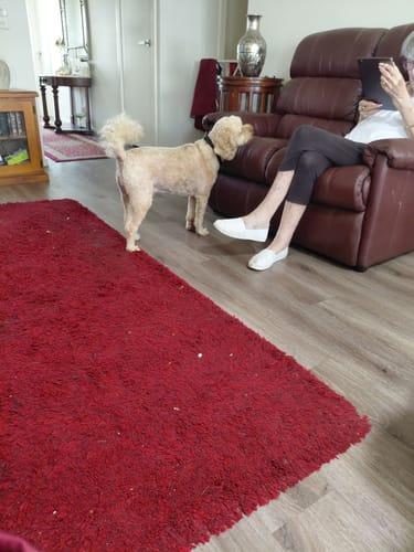 Customer photo review of Barktec BT-100 - Citronella Bark Collar with Refill