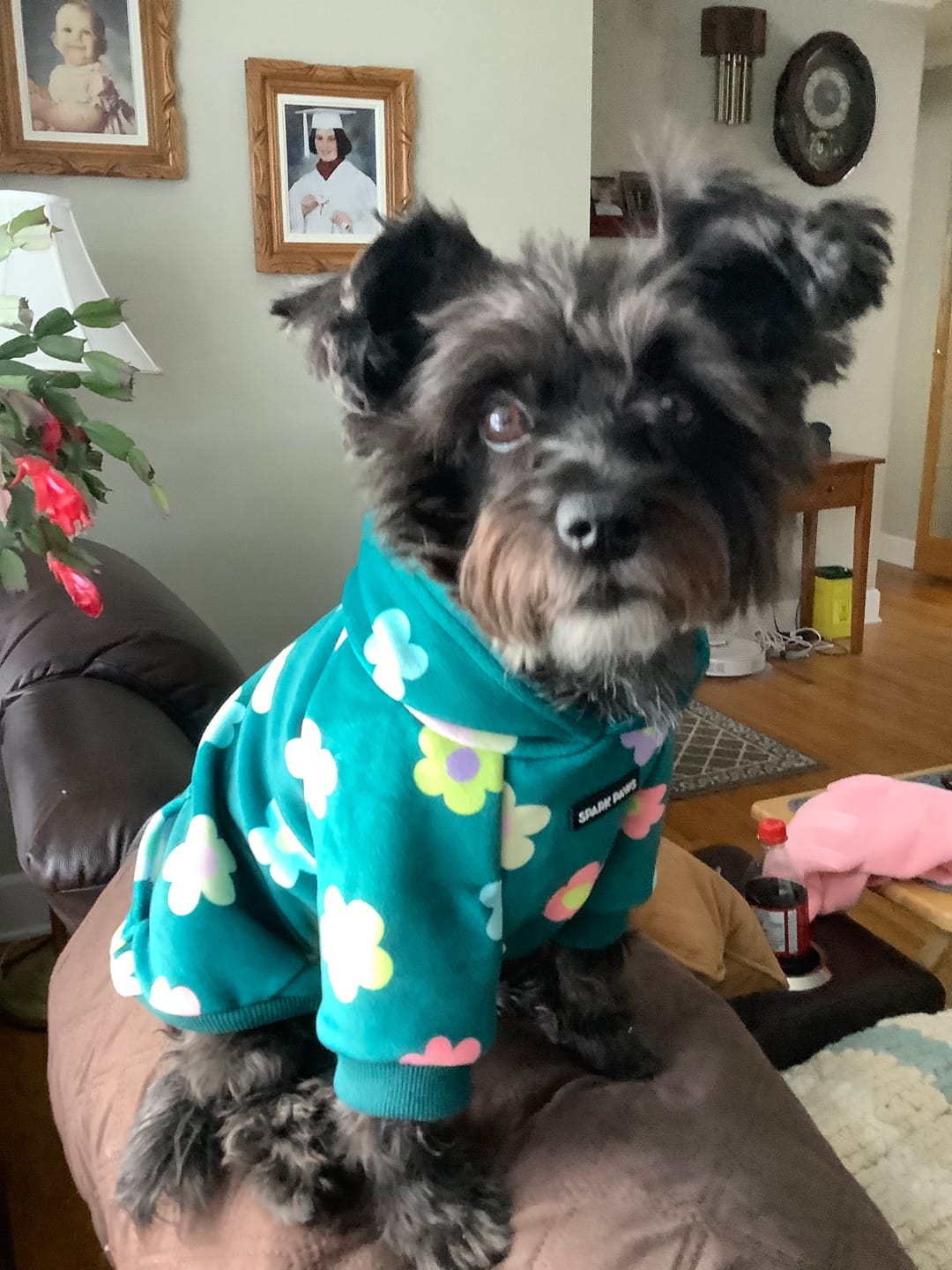 Customer photo review of Daisy Dog Hoodie - Green
