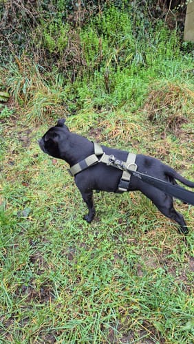 Customer photo review of Training Anti Pull TRI-Harness® | M-XL Breeds - Khaki