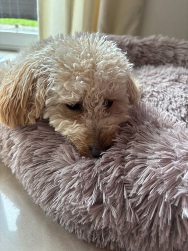 Customer photo review of Puppery Hundebett Wolke 7 - Das Original